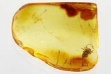 Detailed Fossil Froghopper Nymph (Cercopoidea) In Baltic Amber #346405-1